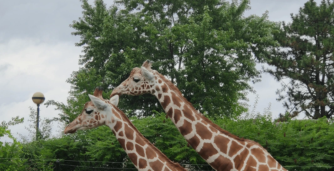 A picture clicked by me